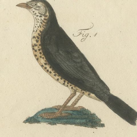 Thrushes, Blackbird and Ring Ouzel, Antique Bertuch Print, Vienna, circa 1805, close-up 6