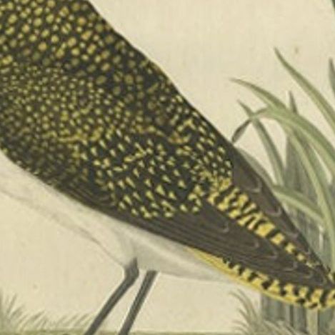 Antique Bird Print of the Female Eurasian Golden Plover by Sepp & Nozeman, 1797, close-up 2