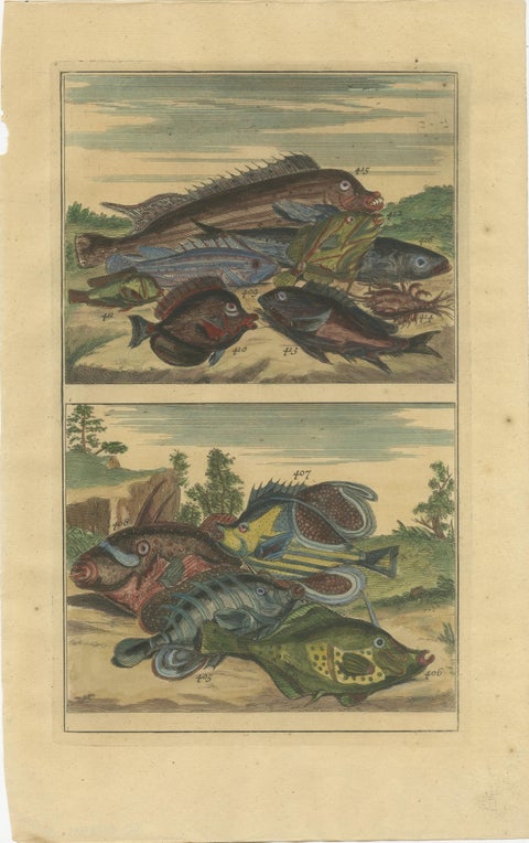 Set of 12 Colored Antique Prints of various Fish species and other Marine Life, view 11