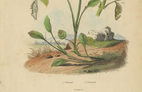 Pair of French Butterfly Engravings with Caterpillars by E. Guérin, 1835, close-up 4