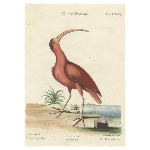 Hand-Colored Engraving of the Red Curlew by Johann Michael Seligmann, ca.1770