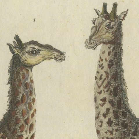 Antique Handcolored Engraving of Giraffes, c.1800, close-up 4