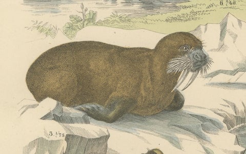 Marine Mammals Print: Whales, Seals, Narwhal & Dolphin, Antique 1867, close-up 3