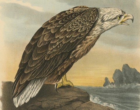 Bird Print of the White-Tailed or Grey or Eurasian Sea Eagle, 1894, close-up 1