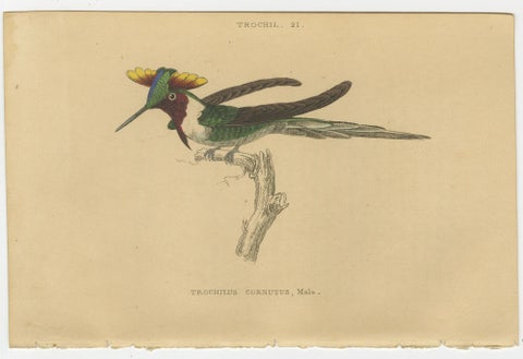 Set of 6 Antique Bird Prints, Evening Hummingbird, by Jardine, '1837', view 3