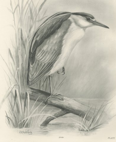 Adult Night Heron on a Fallen Branch, Plate CLII after Lilian Medland, c. 1909, close-up 1