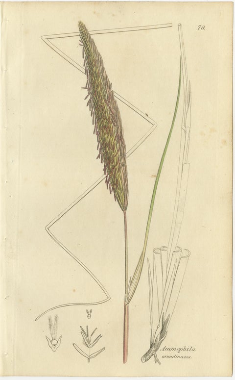 Set of 8 Antique Botanical Engravings of Cottongrass and Coastal Grasses, c.1830, view 7