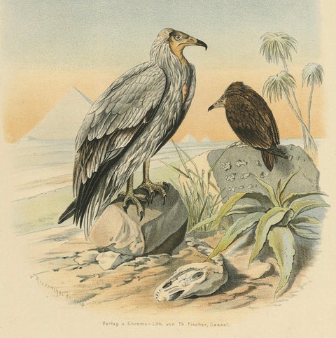 Egyptian Vultures, Antique Bird Print, Ornithology Illustration, 19th Century, close-up 3