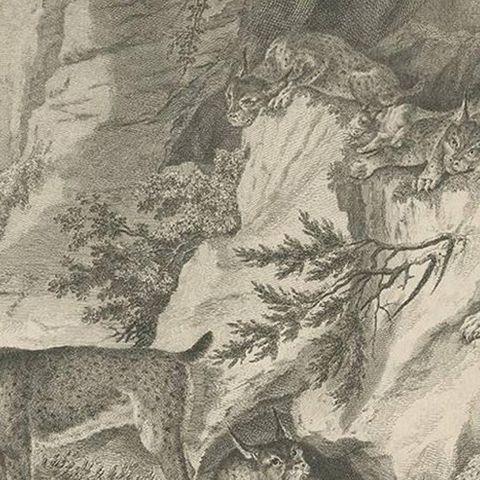 Antique Print of a Lynx by J.S. Müller, 1794, close-up 2