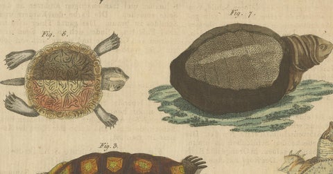 Antique Handcolored Engraving of Turtles and Tortoises, c.1800, close-up 3