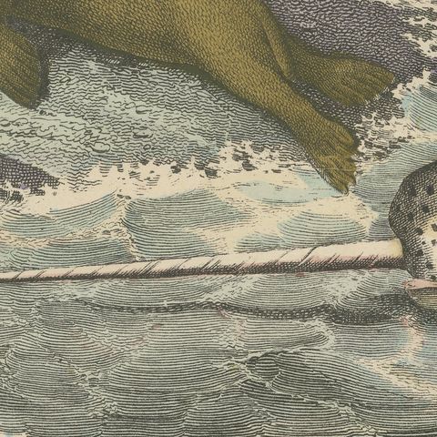 Antique Walrus and Narwhal Print, Arctic Sea Scene with Manatee, circa 1890, close-up 1