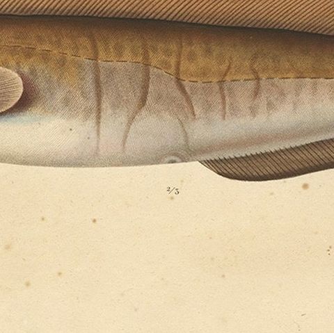 Antique Ichthyology Print, Cusk Fish (Le Brosme) from Gaimard Voyage, 1842, close-up 6