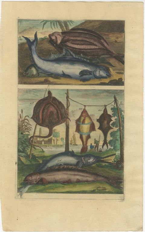 Set of 12 Colored Antique Prints of Various Fishes and Crustaceans, view 6