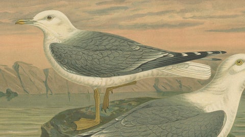 Antique Bird Print of Gulls on Rocky Coastline, 19th Century Seabirds, close-up 2