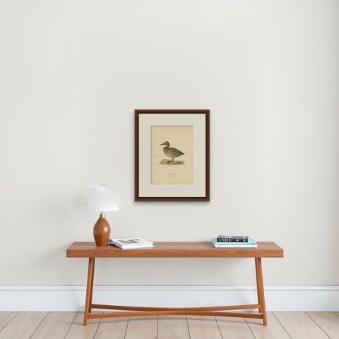 Antique Bird Print of the Female Common Pochard by Von Wright, 1929, shown framed on a wall