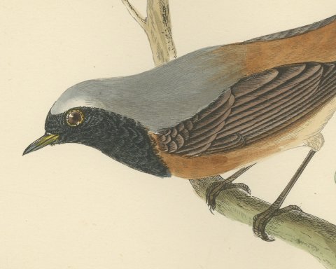 Redstart Leaning from a Leafy Twig, Hand Colored Bird Print, Morris, 1896, close-up 1