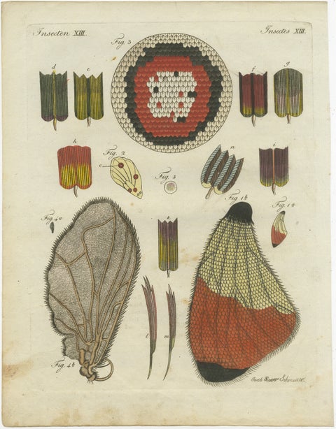 Detailed Study of Butterfly Wing Structures, 1798 Hand-Colored Engraving, view 2