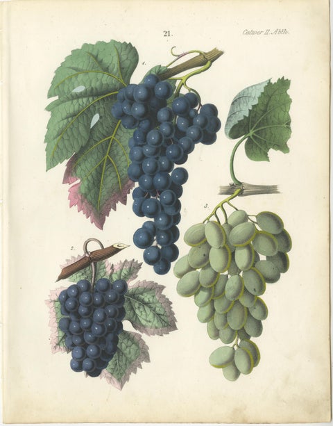 Antique Grape Botanical Chromolithographs, Wine & Table Grapes, Set of Six, 1854, view 4