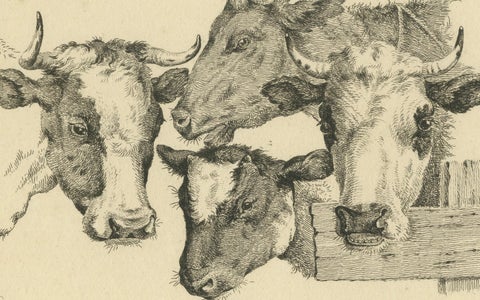 Etching of Four Cow Heads: Detailed Farm Animal Study by Oberman, 1809, close-up 5