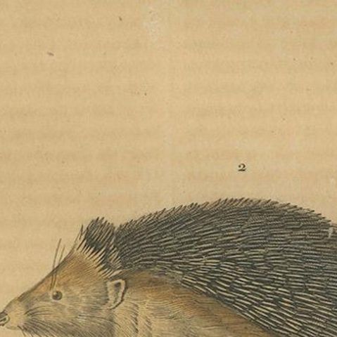 Subterranean Marvels: The Cape Golden Mole and the Common Hedgehog, 1845, close-up 4