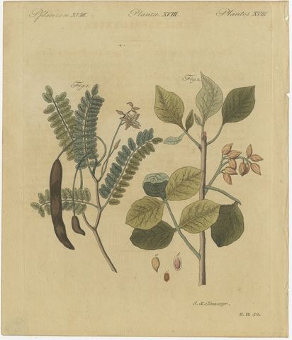 Tamarind and Pistachio Nut Tree, Antique Bertuch Print, circa 1805, view 2