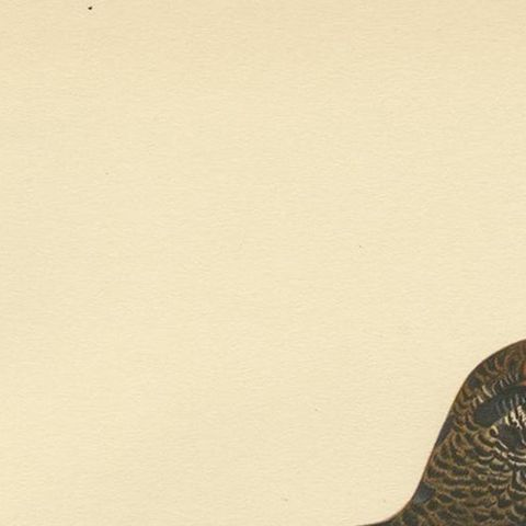 Antique Bird Print of the Black Grouse 'Male' by Von Wright, 1929, close-up 1