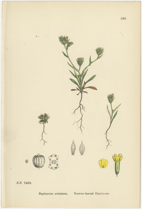 Antique English Botanical Interior Prints, Hare’s-ear & Water Dropwort, 1902, view 6