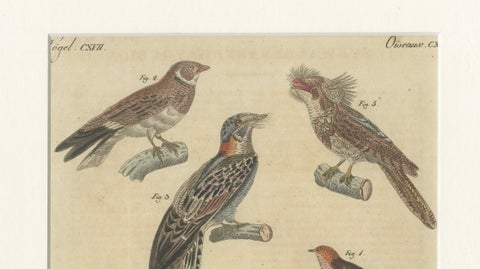 Antique Hand-Colored Bird Engraving, Swallow & Nightjars, Bertuch, c.1800, close-up 2