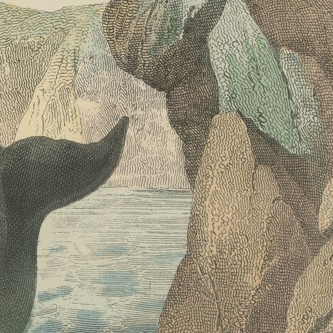 Antique Sperm Whale Print with Porpoise and Seals, Kolb Mammals, circa 1890, close-up 4