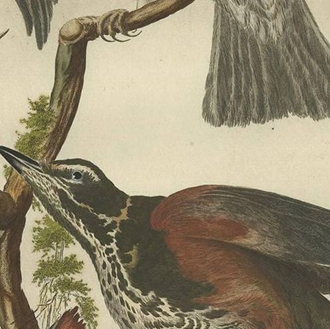Redwing Thrush, Antique Bird Print by Nozeman and Sepp, 1770, close-up 2