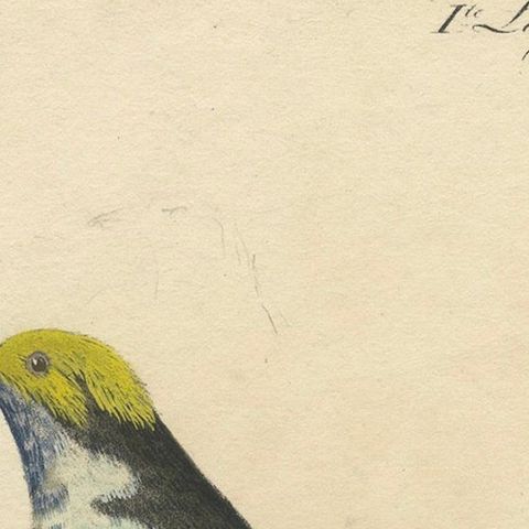 Melodic Hues: The Blue-Grey Tanager of the Tropics, circa 1820, close-up 4