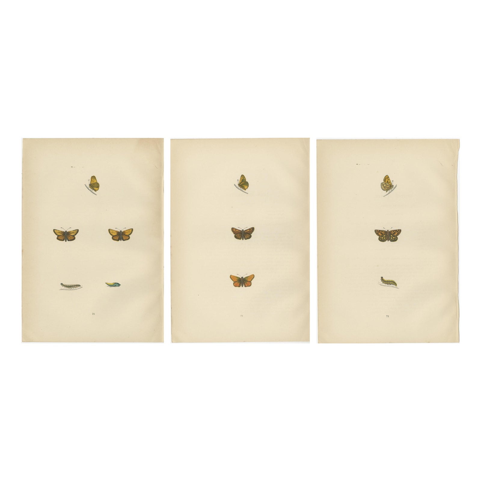 Brushstrokes and Butterflies: The Artistic Legacy of Morris's Skippers, 1890