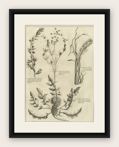 Antique Print of Knapweed and Other Plants, 1773, shown framed