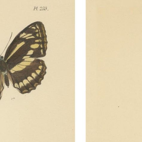 Victorian Butterfly Wonders: Stunning Hand-Colored Lithographs, 1878, close-up 1
