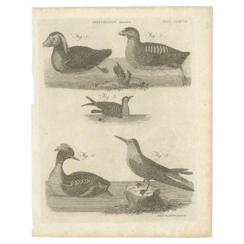 Rare Antique Print of Ducks and Other Birds, 1810, view 2