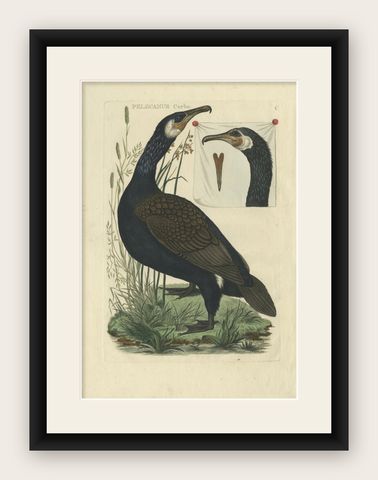 Antique Bird Print of the Great Black Cormorant by Sepp & Nozeman, 1770, shown framed