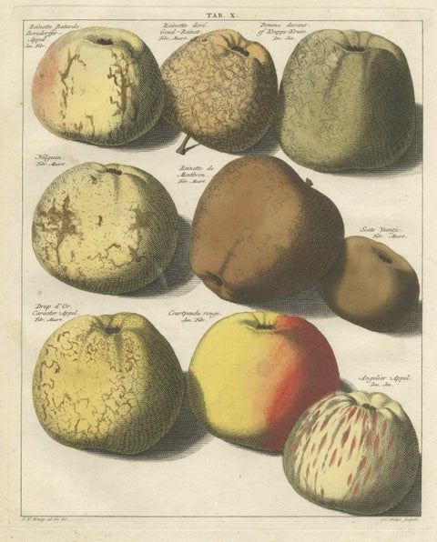 Original Hand-Colored Antique Print of Various Apples, 1758, close-up 1