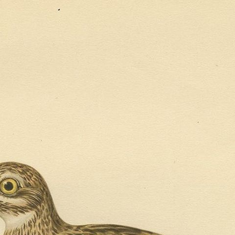 Antique Bird Print of the Eurasian Stone-Curlew by Von Wright, 1929, close-up 1