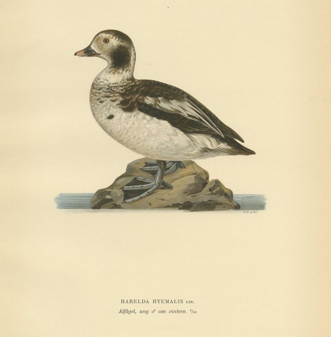 Antique Bird Print of a Young Long-Tailed Duck by Von Wright '1929', view 2