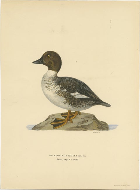 Serene Observer: Vintage Bird Print of The Common Goldeneye by Magnus von Wright, view 2