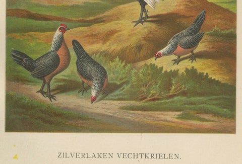 The Elegant Silver Bantam Game Fowl - A Rare 19th Century Poultry Lithograph, close-up 1