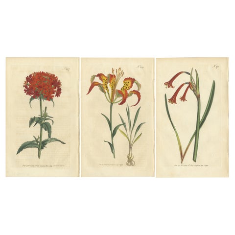 Three Botany Prints Full Color Original Engravings, 1794