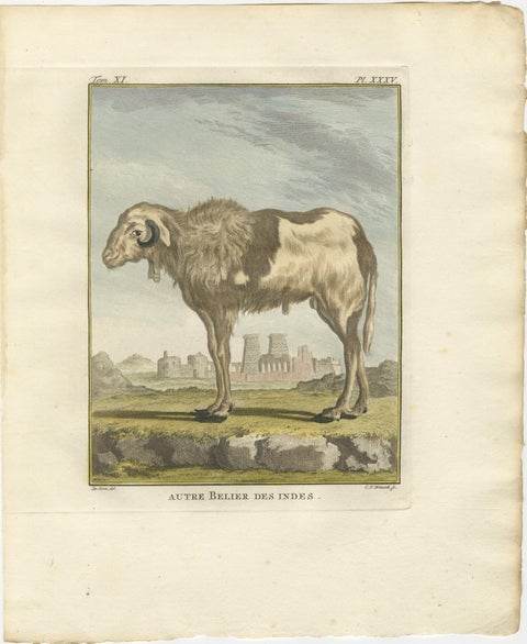 Rare 1769 India Sheep & Ram Trio, Hand-Coloured Buffon Engravings Set, view 3