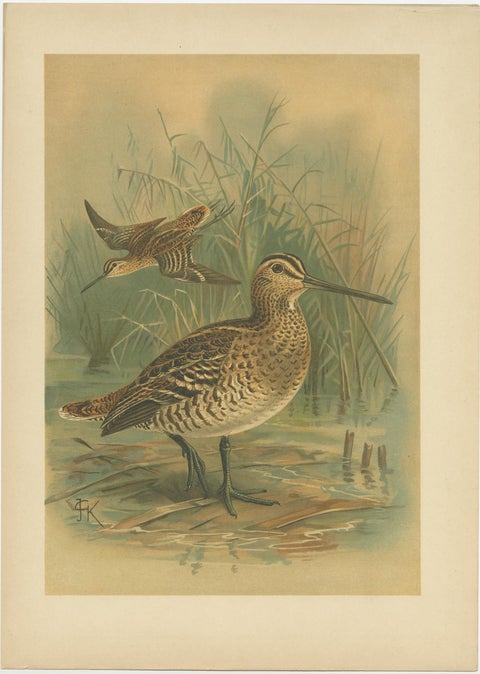 Set of 2 Antique Chromolithographs of Waders, Ruff and Common Snipe, c.1890, view 3