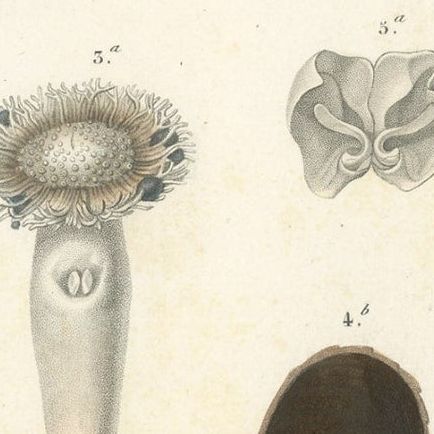 Old Print of the Common Piddock, Watering Pot Shell, Shipworm and More, 1849, close-up 3