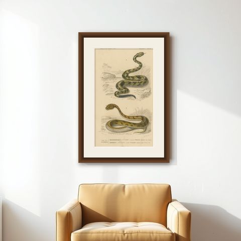 Snake Print of Rattlesnake and Horned Viper, c.1850, by Orbigny, shown framed on a wall