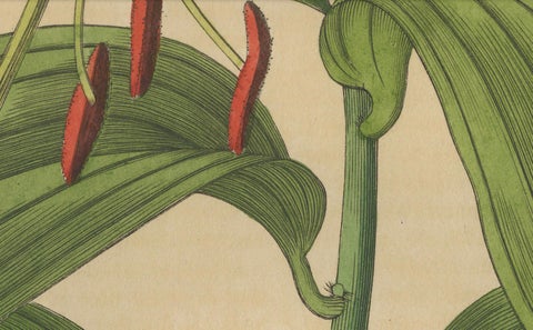 Lilium speciosum (Elegant Lily), Hand-Colored Botanical Engraving, ca.1825, close-up 4