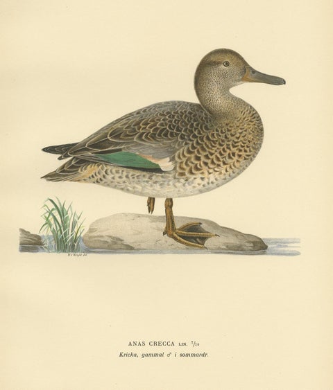 Antique Bird Print of the European Teal by Von Wright '1929', view 3