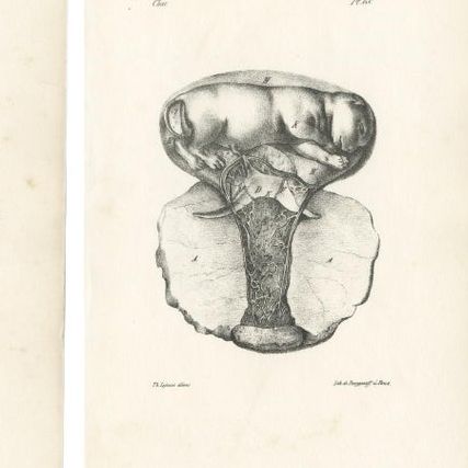 19th Century Animal Anatomy Prints by Lejeune, circa 1840, close-up 1
