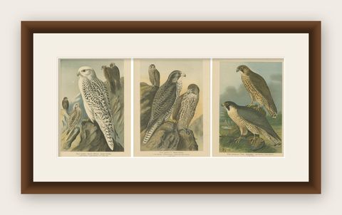 Three Original Vintage Chromolithographs of Falcons by J.F. Naumann, 1901, shown framed